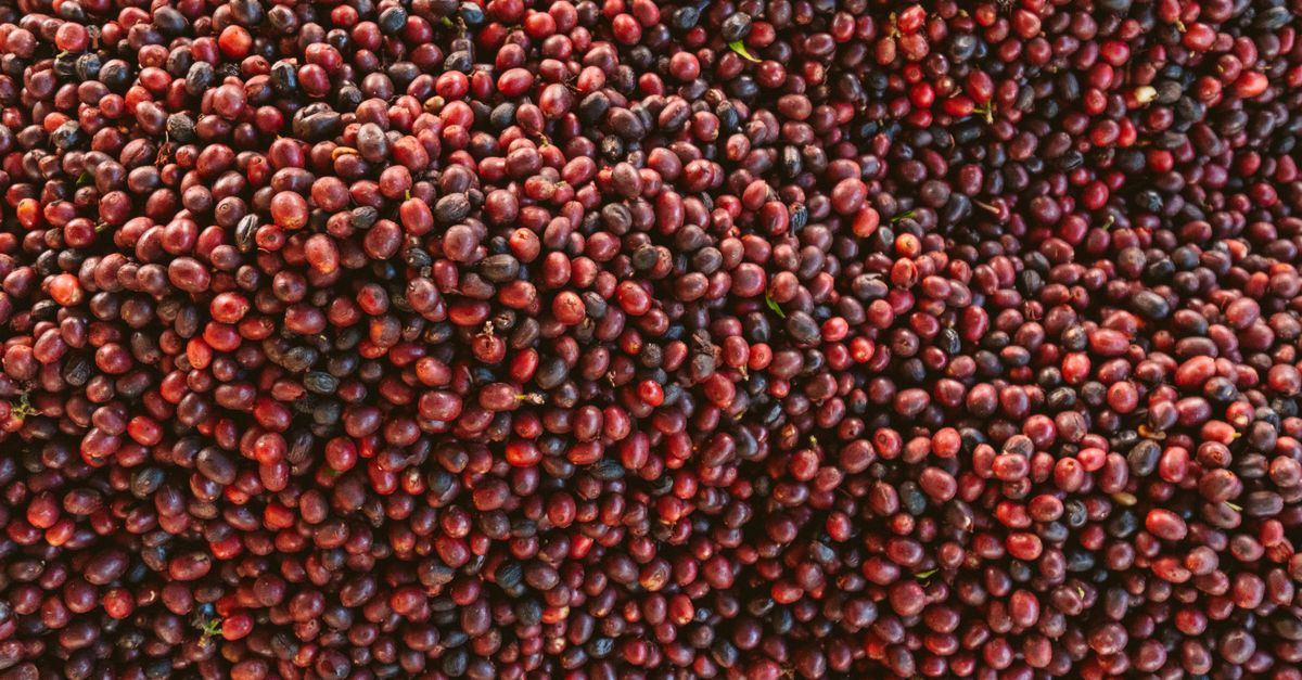 Pile Of Fresh, Ripe Coffee Beans In A Close-Up Shot, Showcasing Their Rich Colors And Natural Texture.