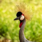 Bird, Crested Crane, Nature, Crane, Uganda, Wildlife