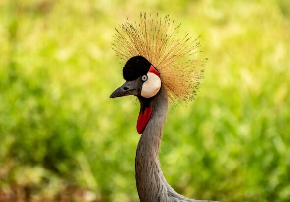 Bird, Crested Crane, Nature, Crane, Uganda, Wildlife